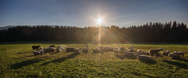 Header comp_Schafe-im-Morgenlicht-1-06938-1200x500.jpg